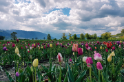 Tulpen im Frühling am Zugersee